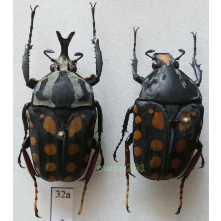 Amaurodes passerini linnei Schaum, 1844 pair 33mm Tanzania32a